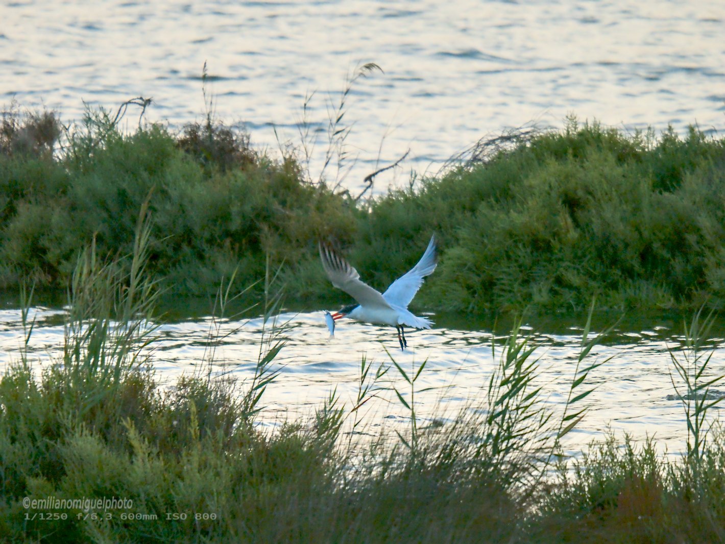 Charrán común - Sterna hirundo - Xatrac comú