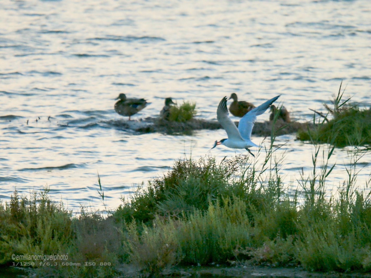 Charrán común - Sterna hirundo - Xatrac comú