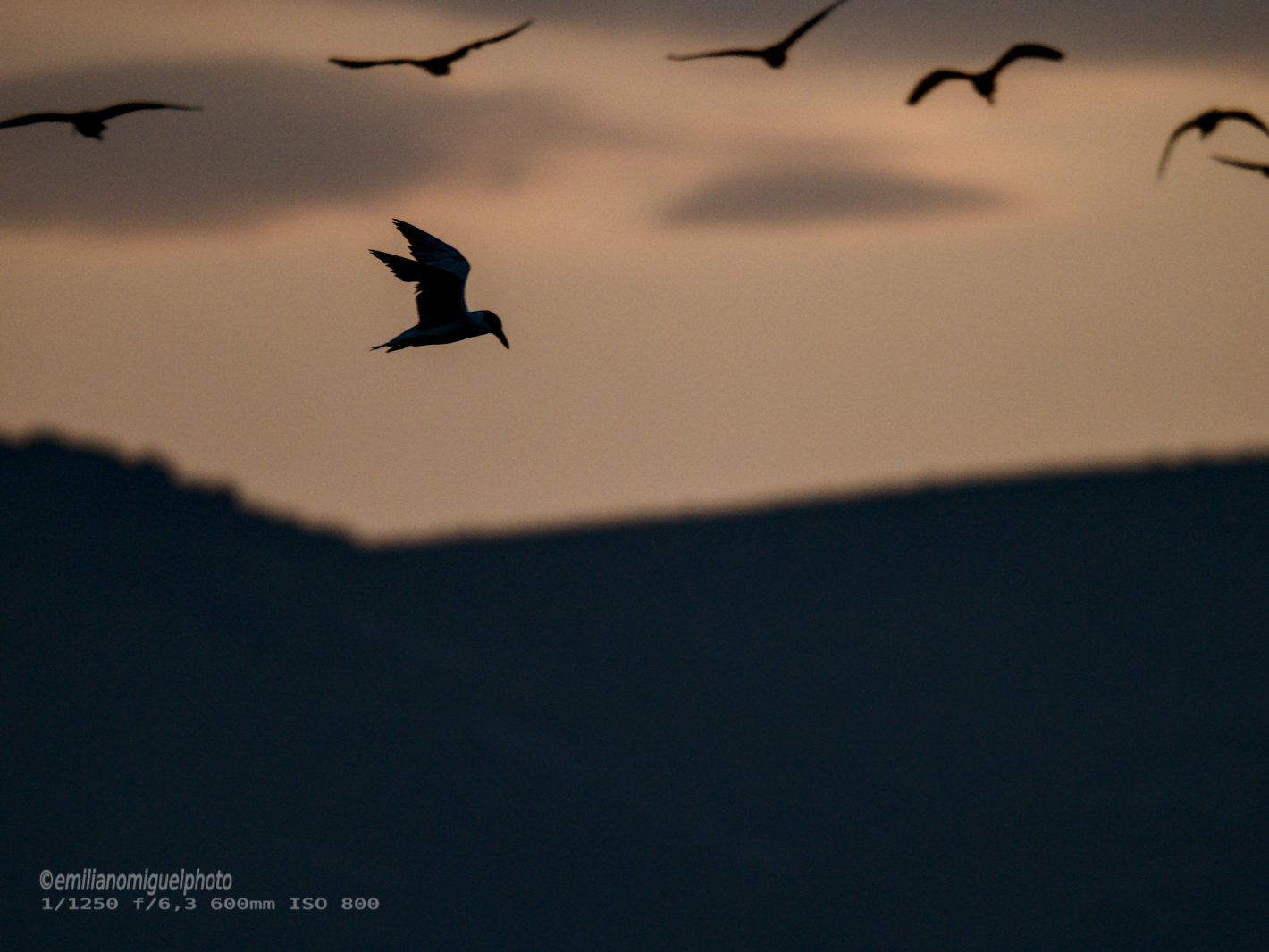 Charrán común - Sterna hirundo - Xatrac comú