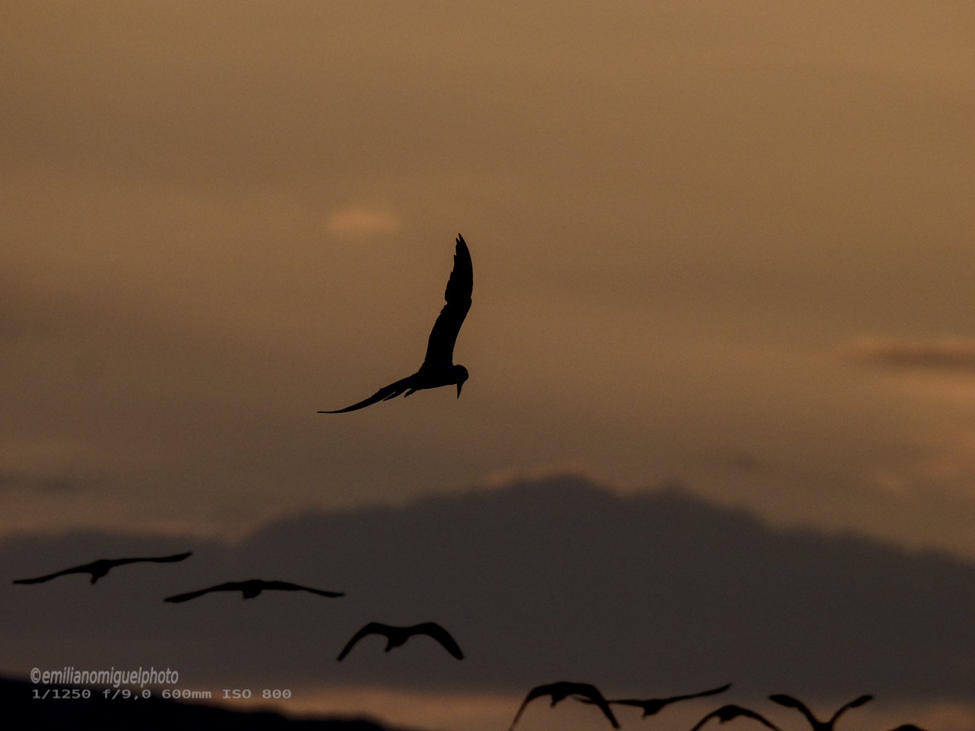 Charrán común - Sterna hirundo - Xatrac comú