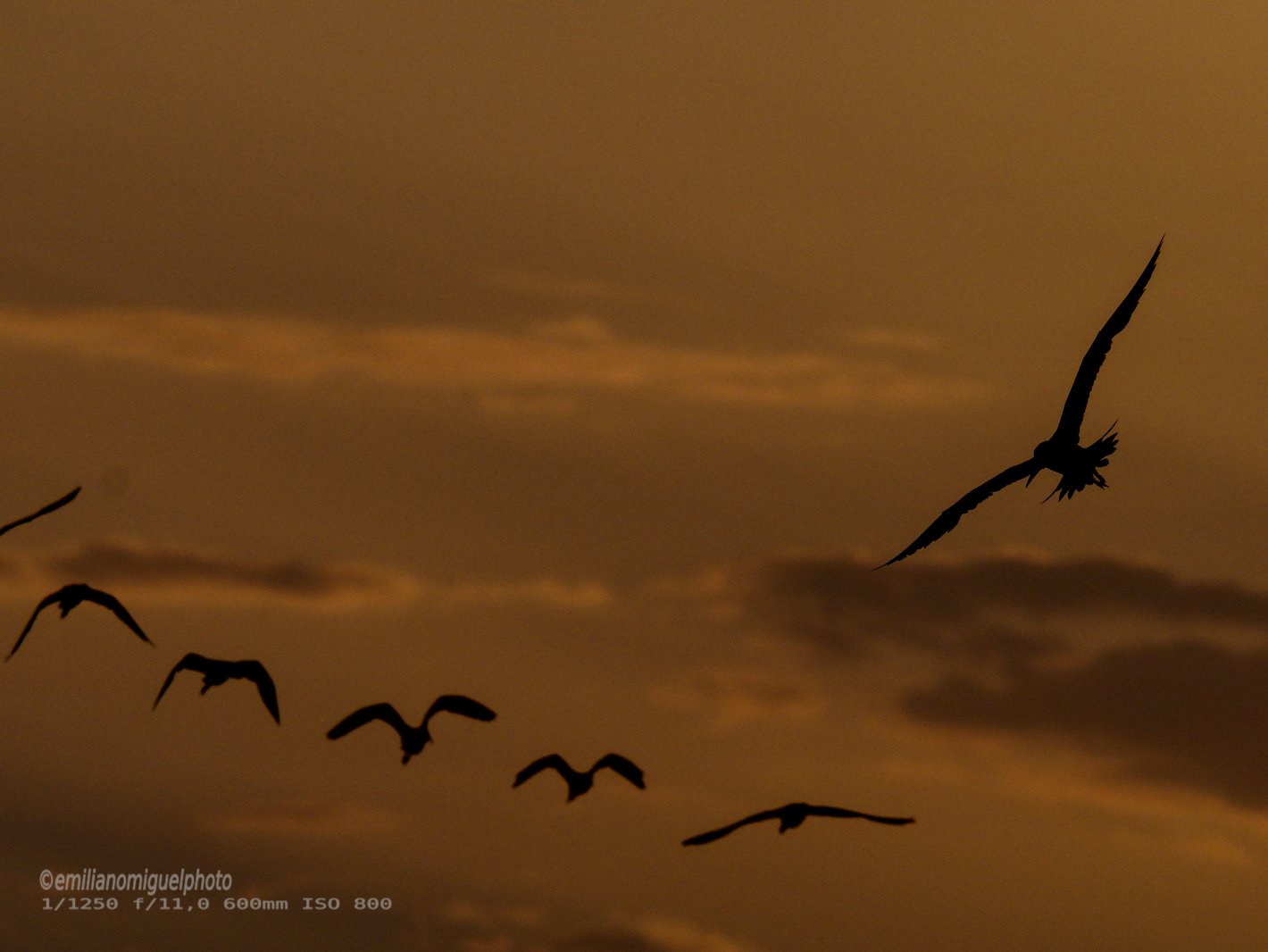 Charrán común - Sterna hirundo - Xatrac comú