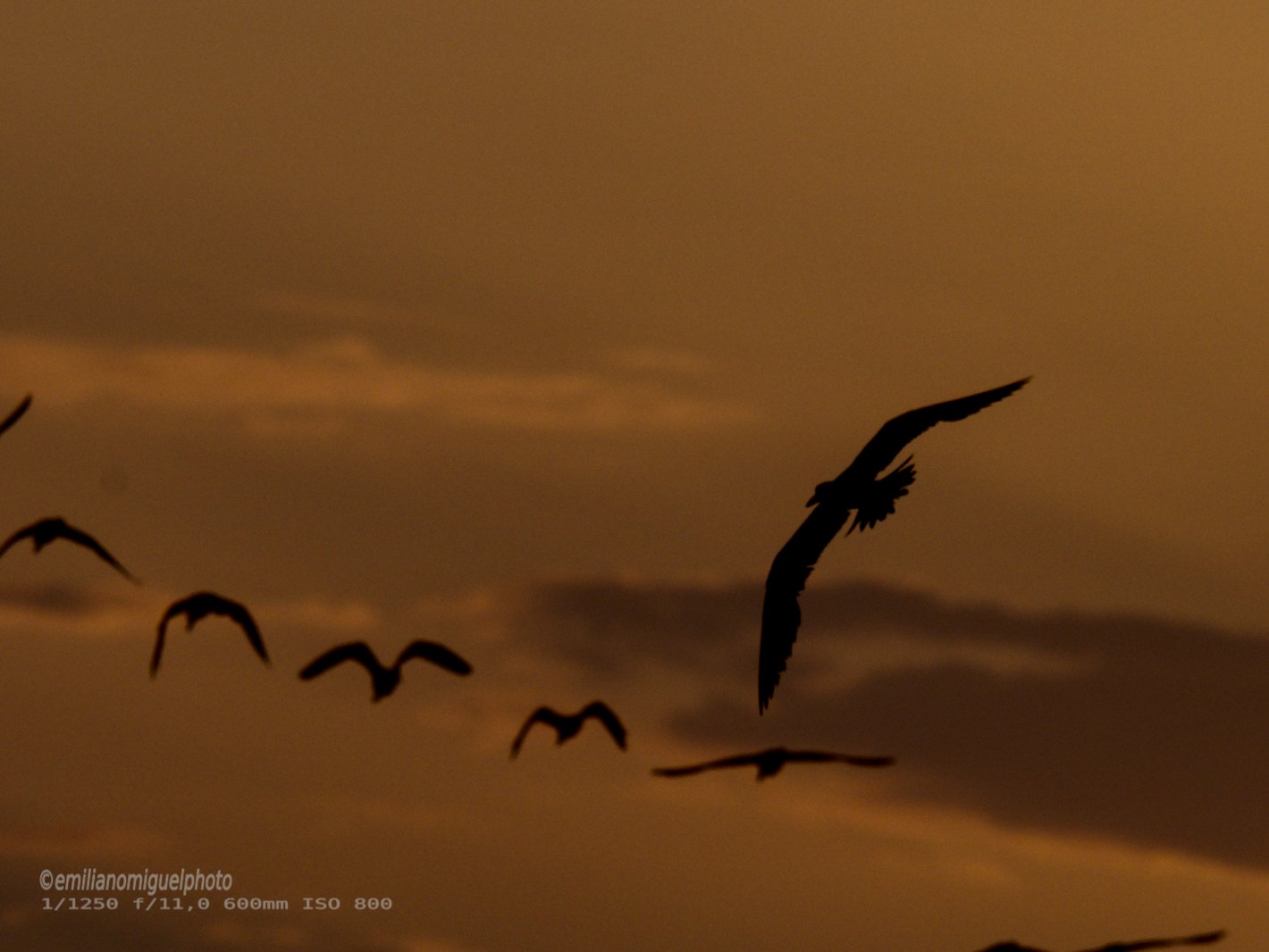 Charrán común - Sterna hirundo - Xatrac comú