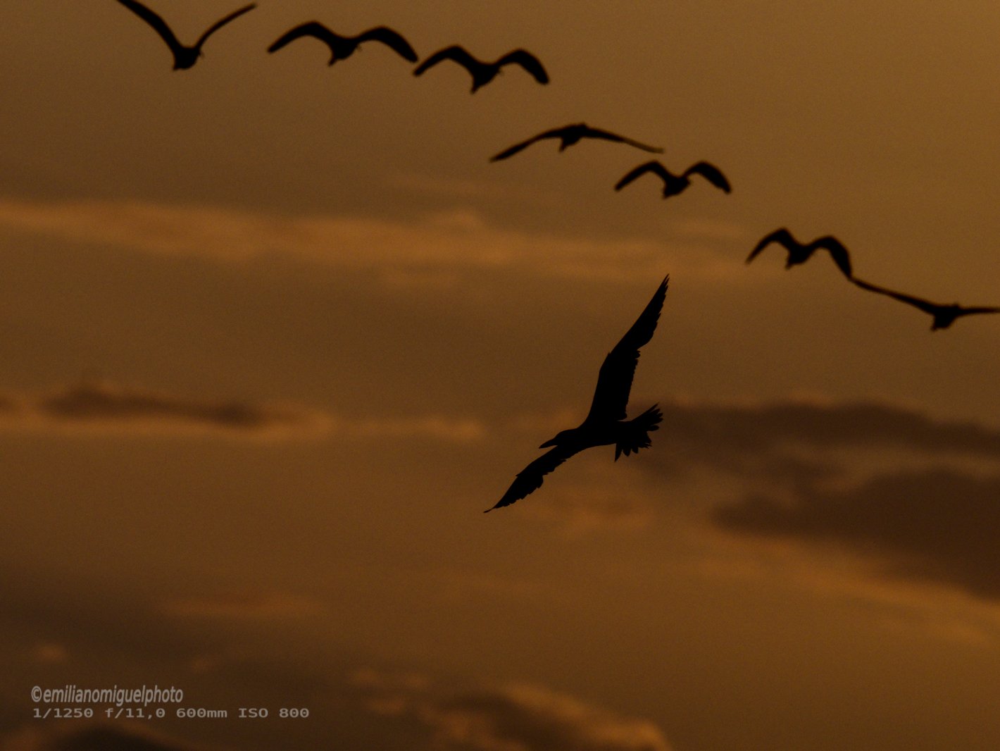 Charrán común - Sterna hirundo - Xatrac comú