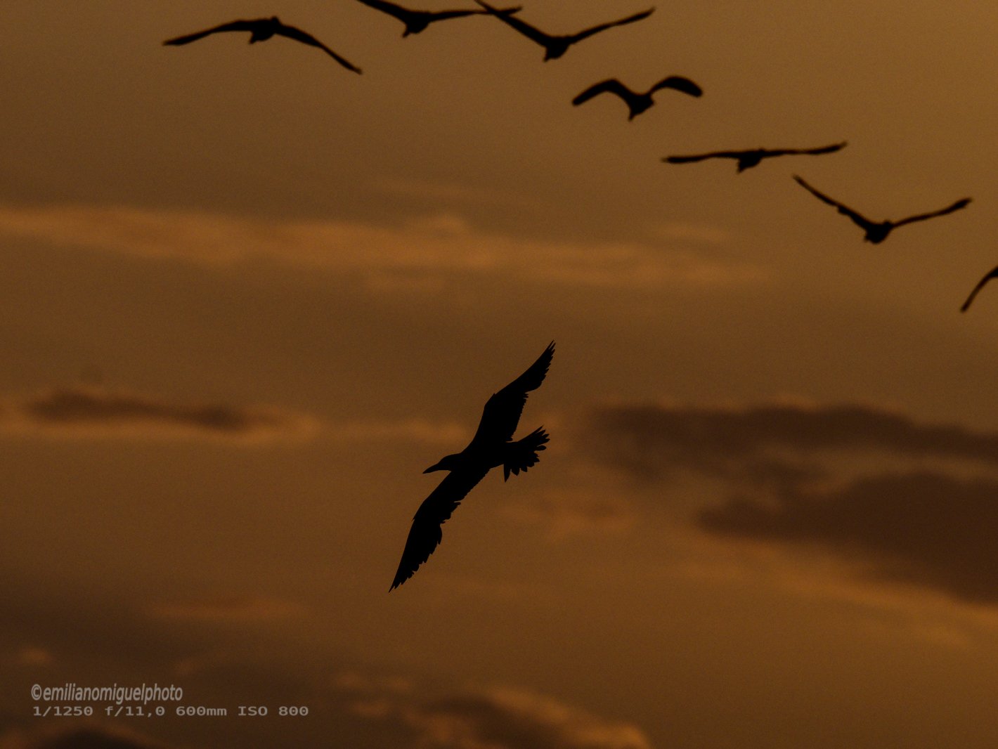 Charrán común - Sterna hirundo - Xatrac comú