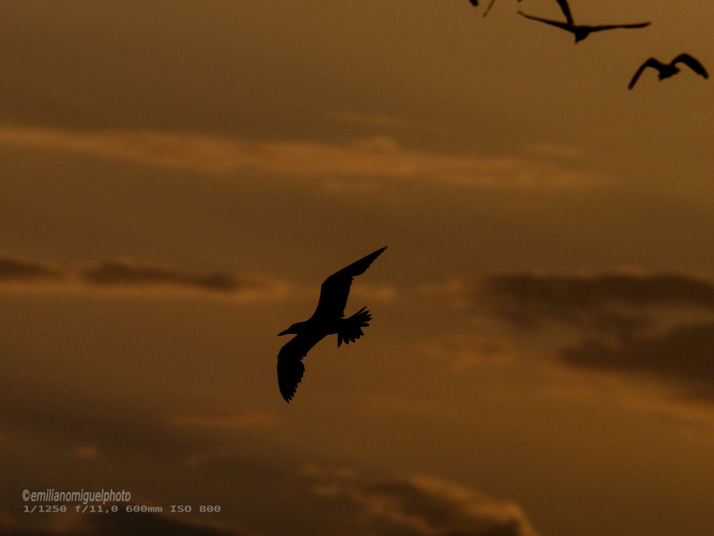 Charrán común - Sterna hirundo - Xatrac comú