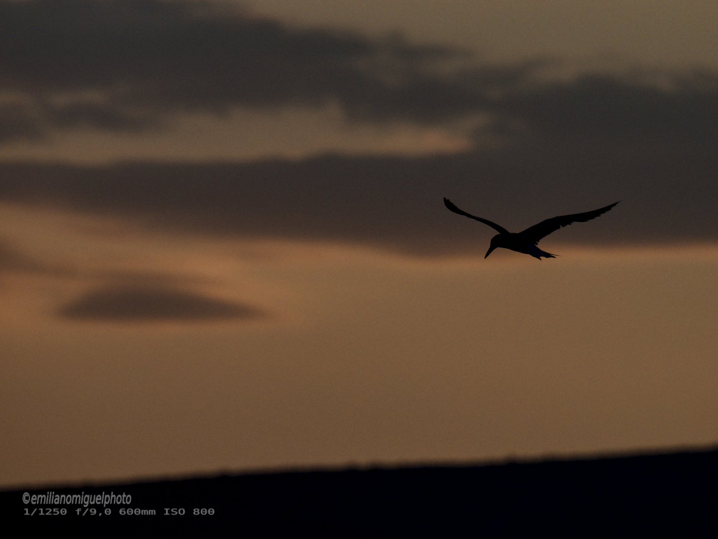 Charrán común - Sterna hirundo - Xatrac comú