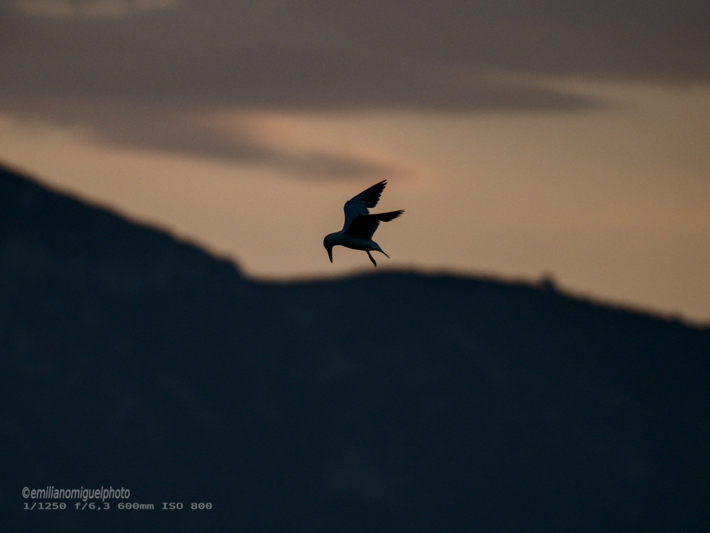 Charrán común - Sterna hirundo - Xatrac comú