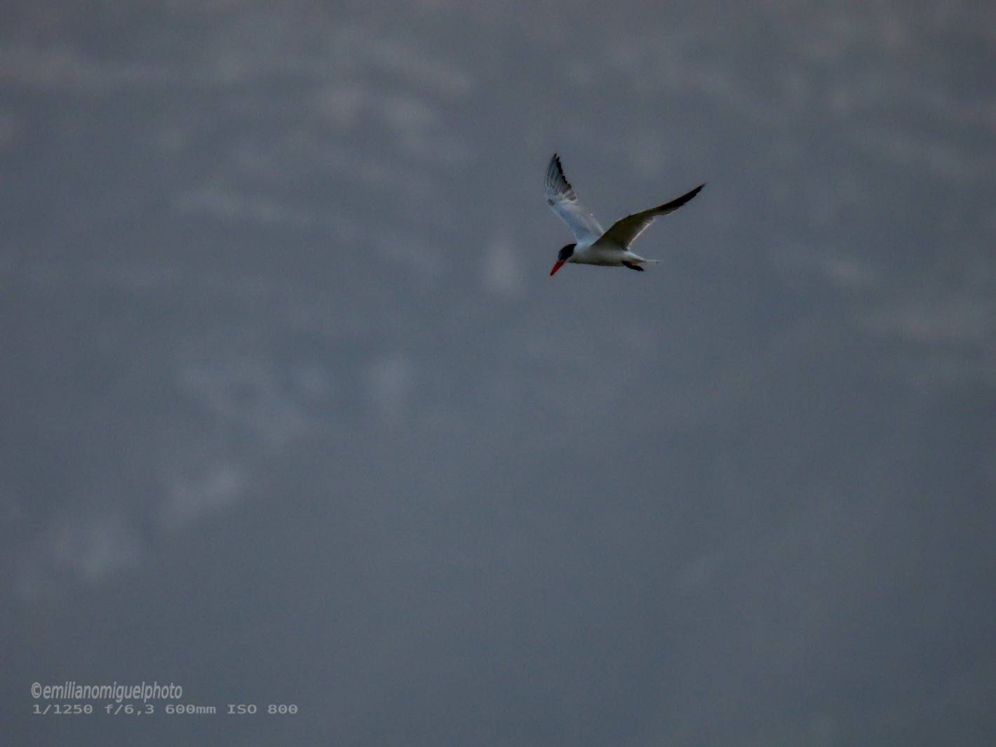 Charrán común - Sterna hirundo - Xatrac comú