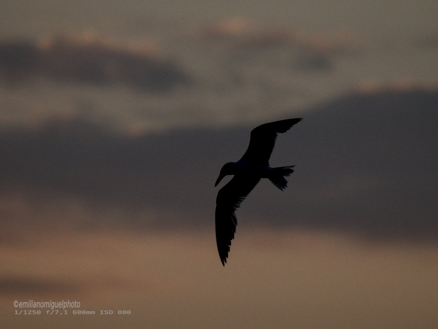 Charrán común - Sterna hirundo - Xatrac comú