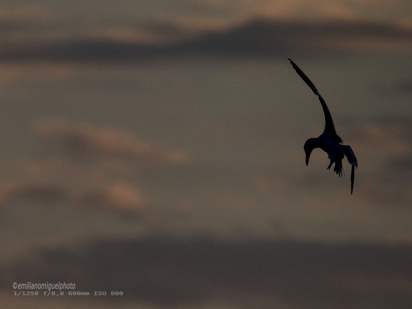 Charrán común - Sterna hirundo - Xatrac comú