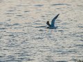 Charrán común - Sterna hirundo - Xatrac comú