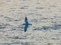 Charrán común - Sterna hirundo - Xatrac comú