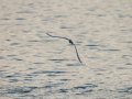 Charrán común - Sterna hirundo - Xatrac comú