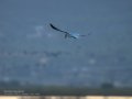 Charrán común - Sterna hirundo - Xatrac comú