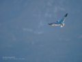 Charrán común - Sterna hirundo - Xatrac comú