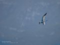Charrán común - Sterna hirundo - Xatrac comú