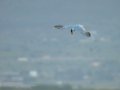 Charrán común - Sterna hirundo - Xatrac comú