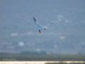 Charrán común - Sterna hirundo - Xatrac comú