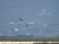 Charrán común - Sterna hirundo - Xatrac comú