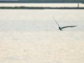 Charrán común - Sterna hirundo - Xatrac comú