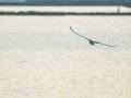 Charrán común - Sterna hirundo - Xatrac comú