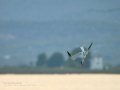 Charrán común - Sterna hirundo - Xatrac comú