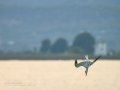 Charrán común - Sterna hirundo - Xatrac comú