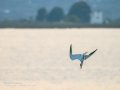 Charrán común - Sterna hirundo - Xatrac comú