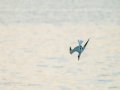 Charrán común - Sterna hirundo - Xatrac comú