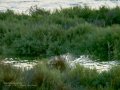 Charrán común - Sterna hirundo - Xatrac comú