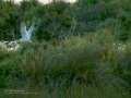 Charrán común - Sterna hirundo - Xatrac comú