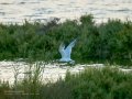 Charrán común - Sterna hirundo - Xatrac comú