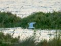 Charrán común - Sterna hirundo - Xatrac comú