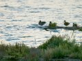 Charrán común - Sterna hirundo - Xatrac comú