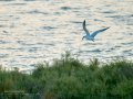 Charrán común - Sterna hirundo - Xatrac comú