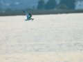 Charrán común - Sterna hirundo - Xatrac comú