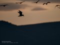 Charrán común - Sterna hirundo - Xatrac comú