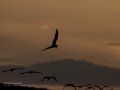 Charrán común - Sterna hirundo - Xatrac comú