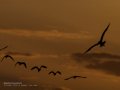 Charrán común - Sterna hirundo - Xatrac comú