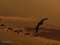 Charrán común - Sterna hirundo - Xatrac comú
