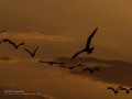 Charrán común - Sterna hirundo - Xatrac comú