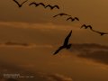 Charrán común - Sterna hirundo - Xatrac comú