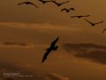 Charrán común - Sterna hirundo - Xatrac comú