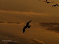 Charrán común - Sterna hirundo - Xatrac comú