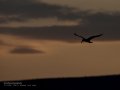 Charrán común - Sterna hirundo - Xatrac comú