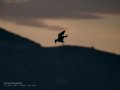 Charrán común - Sterna hirundo - Xatrac comú