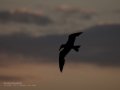 Charrán común - Sterna hirundo - Xatrac comú