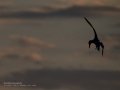 Charrán común - Sterna hirundo - Xatrac comú