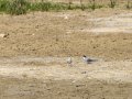 Charrancito común - Sternula albifrons - Xatrac menut comú