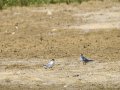 Charrancito común - Sternula albifrons - Xatrac menut comú